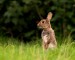 Zajac-polny.jpg